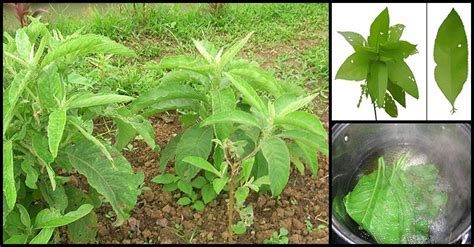 Things We Need To Know About Sambong .